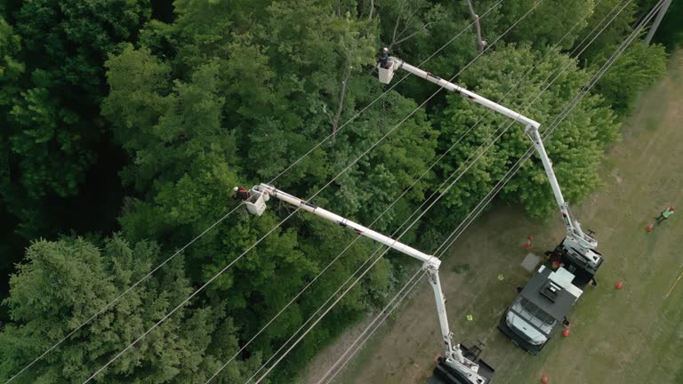 Best Hedge Trimming  in USA